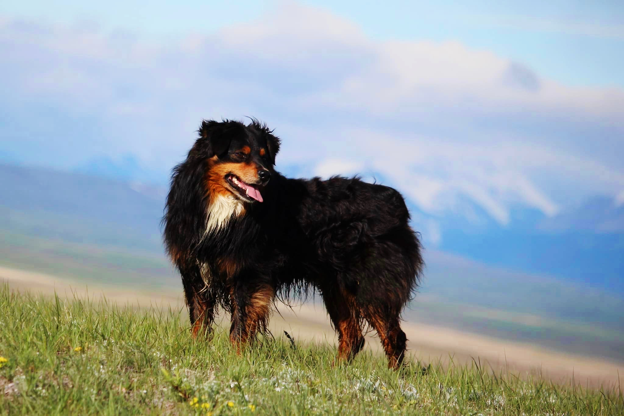 miniature american shepherd