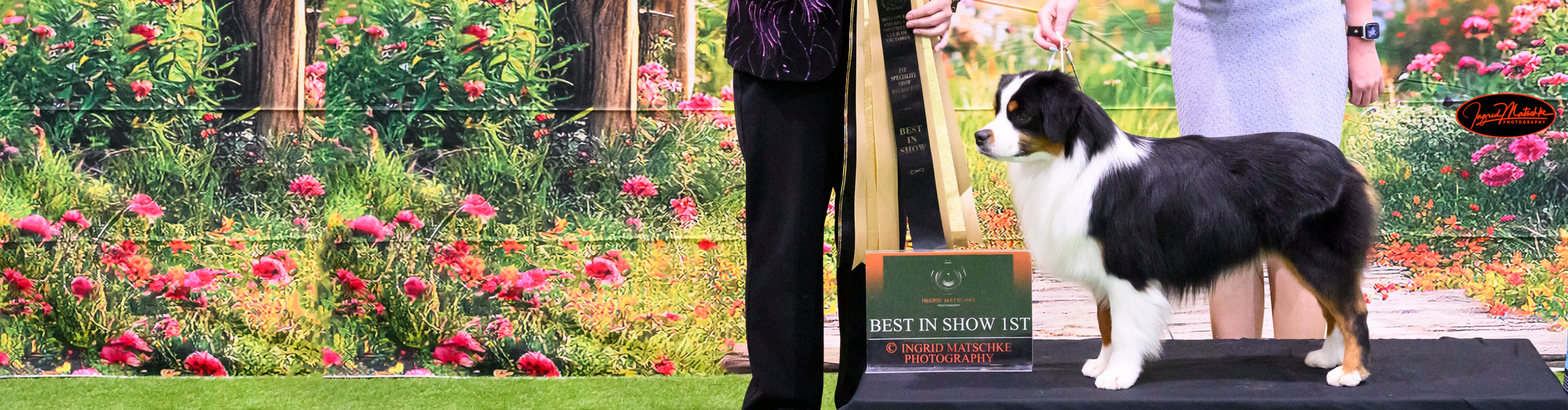 miniature american shepherd