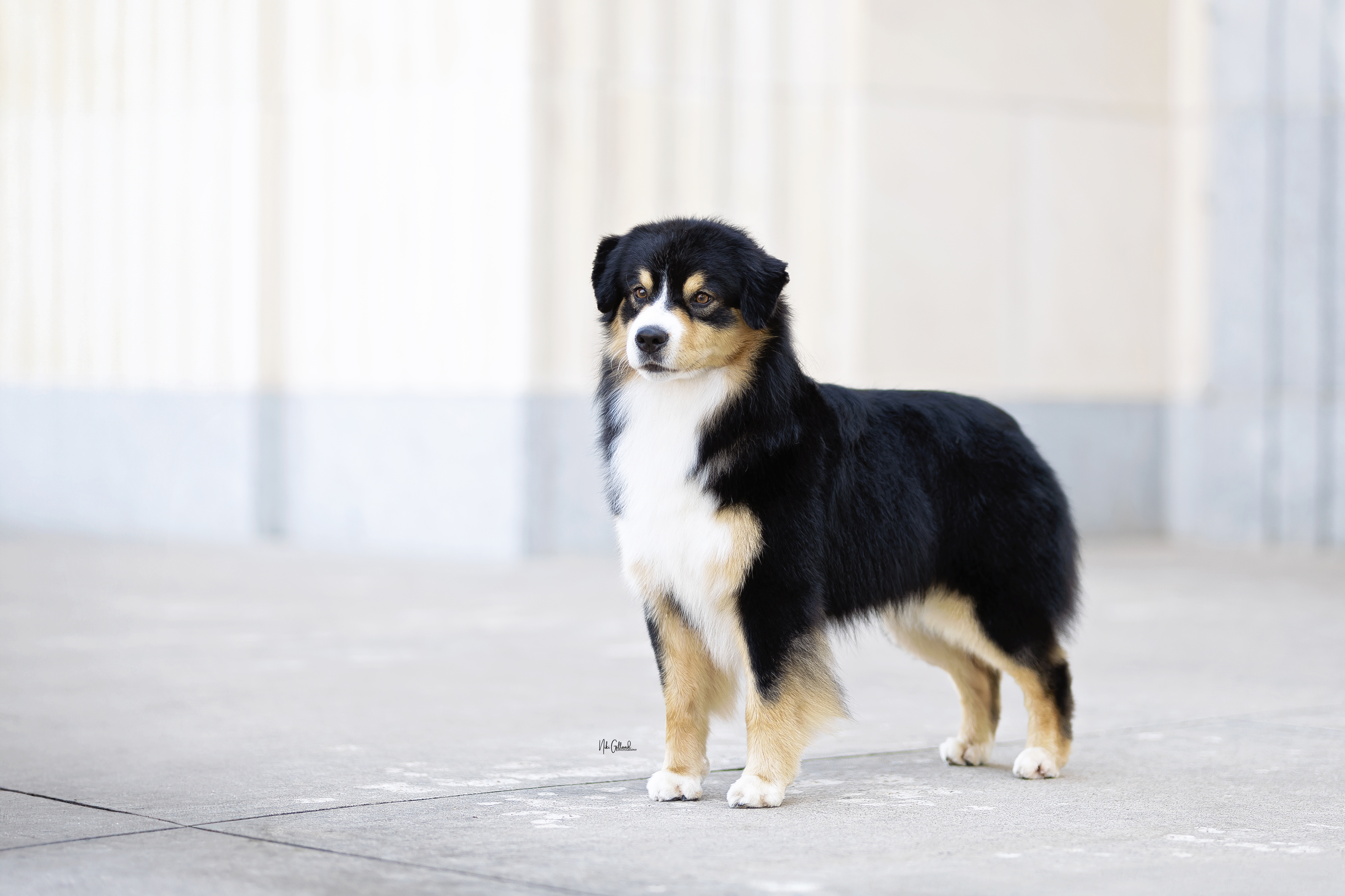 stacked mini american shepherd
